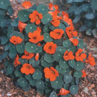 Empress of India Nasturtium Thumbnail